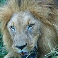 The Problem If you’re installing postgresql via homebrew on Lion you might be encountering errors like these: psql: could not connect to server: Permission denied Is the server running locally...